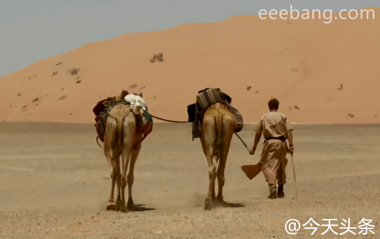 骆驼驼峰里储存的是什么 骆驼驼峰有什么用