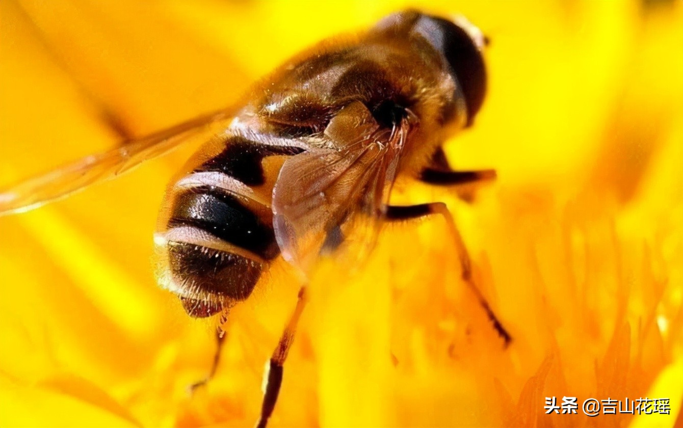 蜜蜂的特点和生活特征 蜜蜂的外形特征和特点