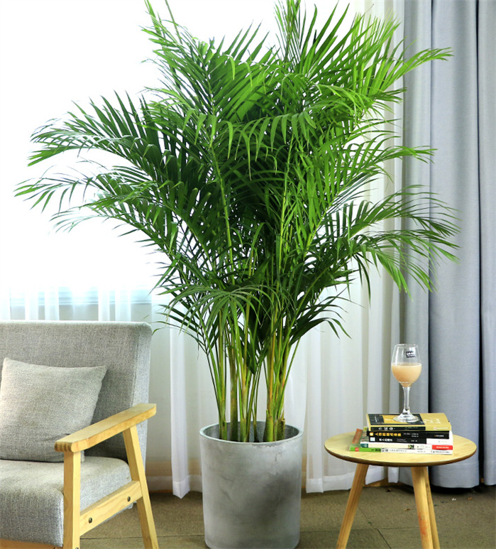 客厅绿植放什么好 适合在客厅养的植物有哪些