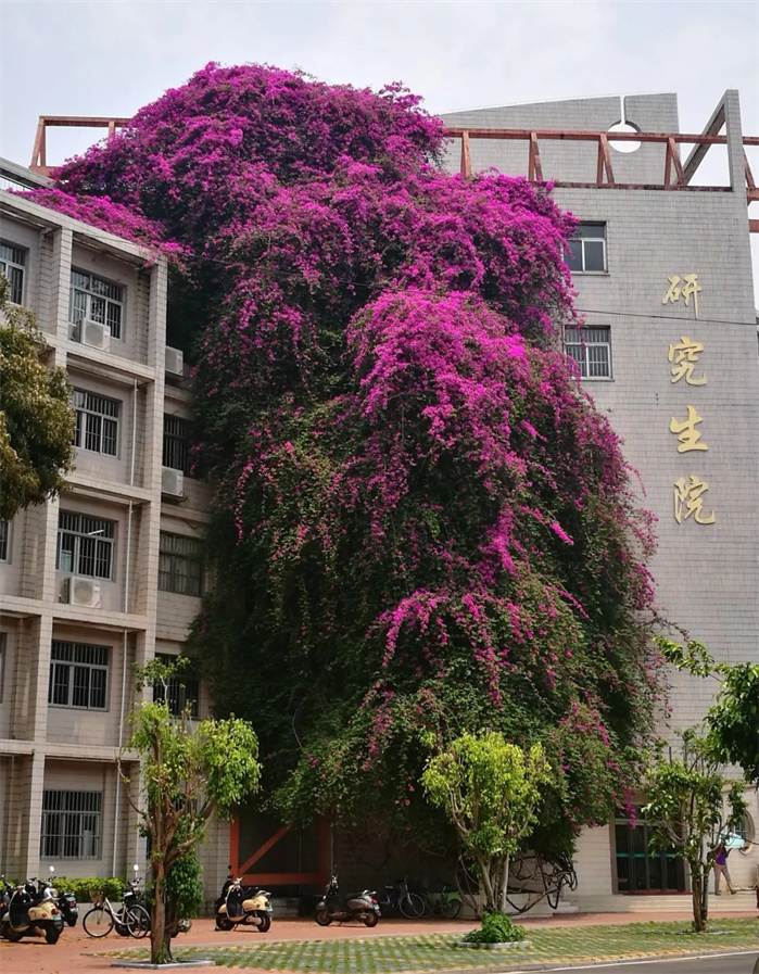 三角梅不开花光长叶子是什么原因