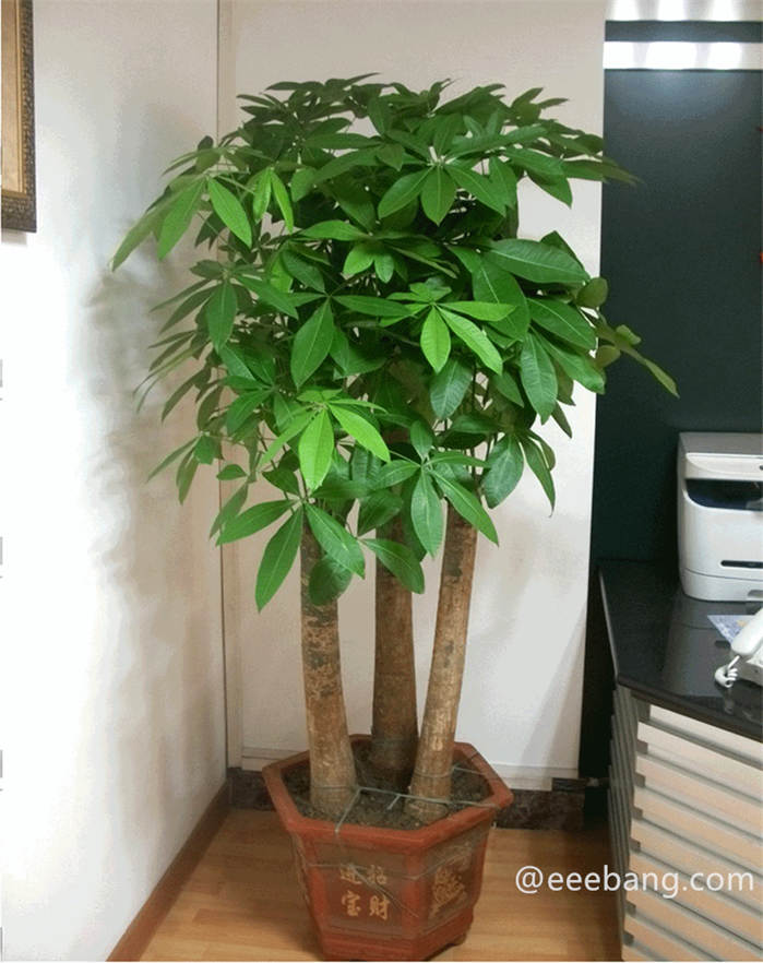 旺宅旺财植物花卉 家里养什么花旺宅风水好