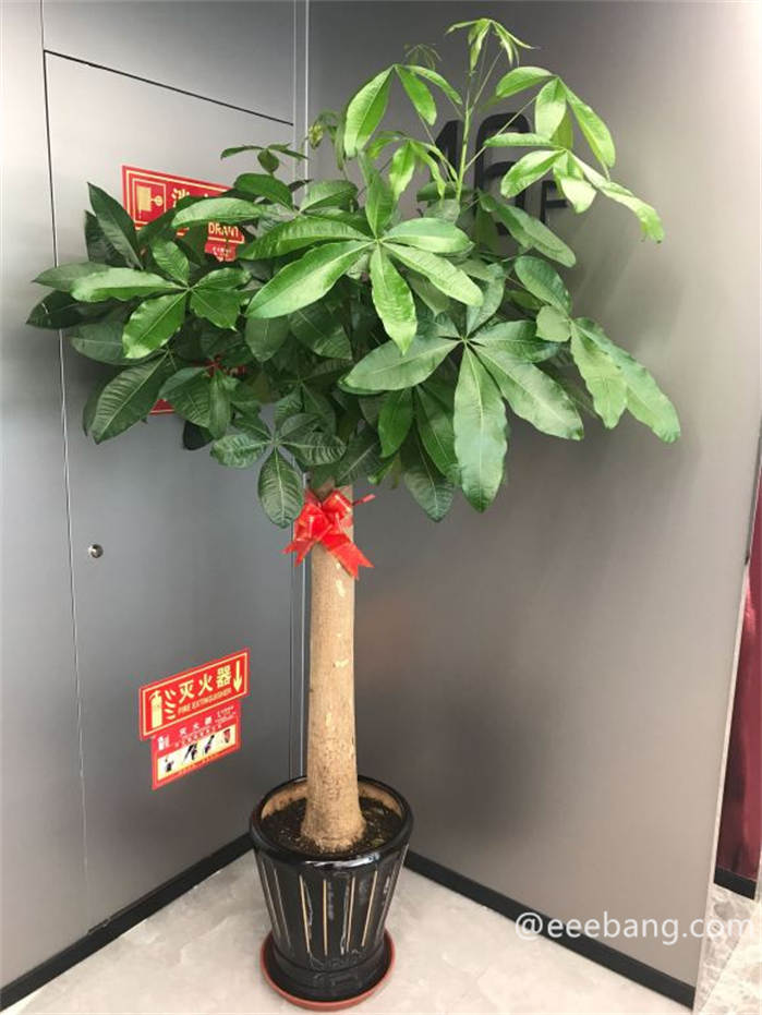 旺宅旺财植物花卉 家里养什么花旺宅风水好