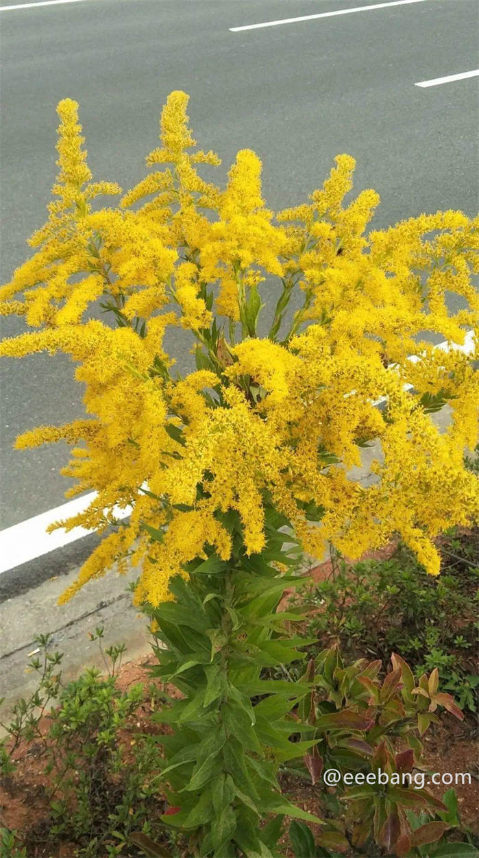 入侵植物有哪些 入侵植物加拿大一枝黄花