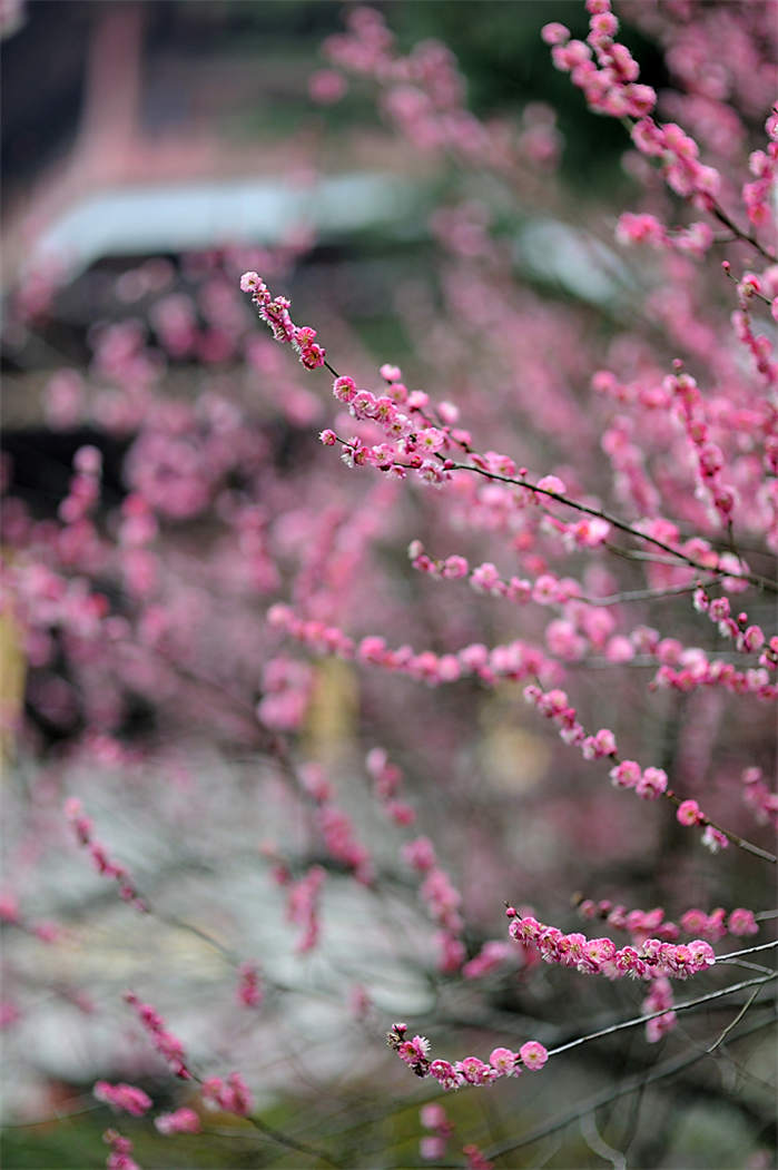 南京市花是哪个花 南京的市花是什么