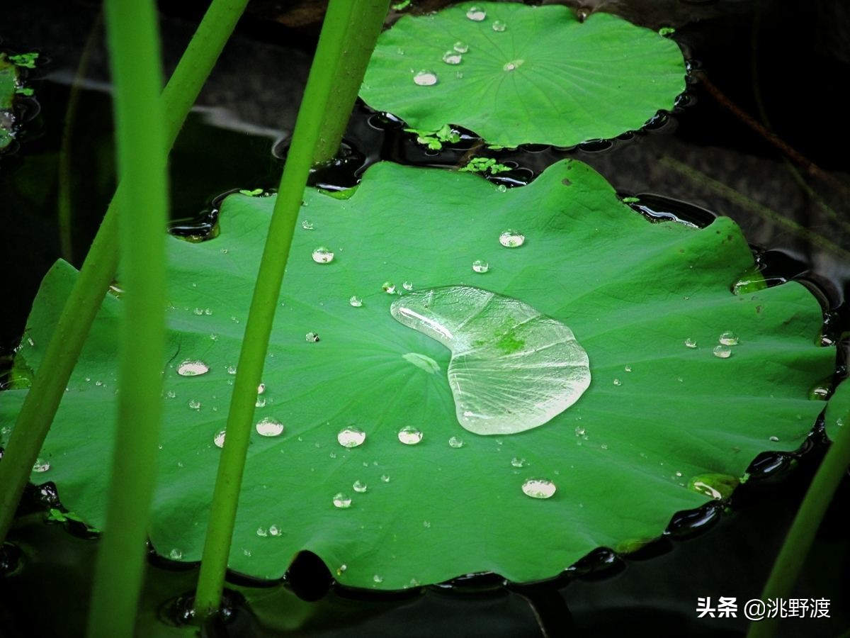 妙语连珠的意思 妙语连珠造句