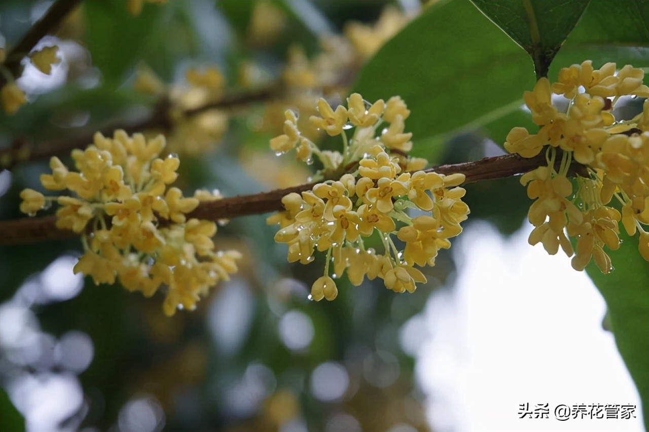 桂花树的特点 桂花树怎么描写?