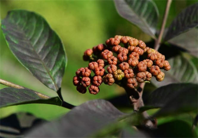 茱萸是什么植物 山茱萸图片大全