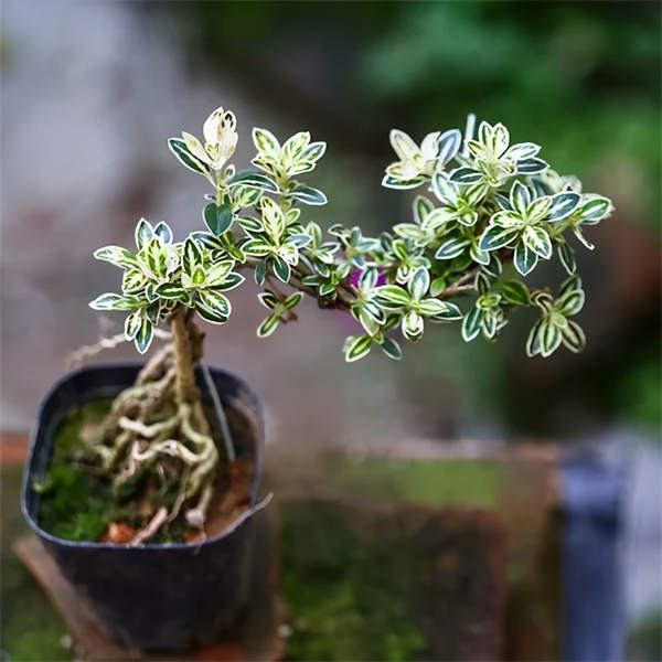 小盆景花卉有哪些 好养的小型盆栽花卉