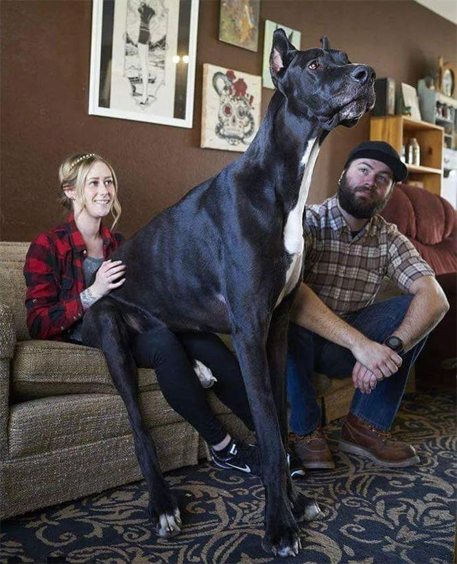 世界上最大的狗有多大 最大的狗品种排名榜