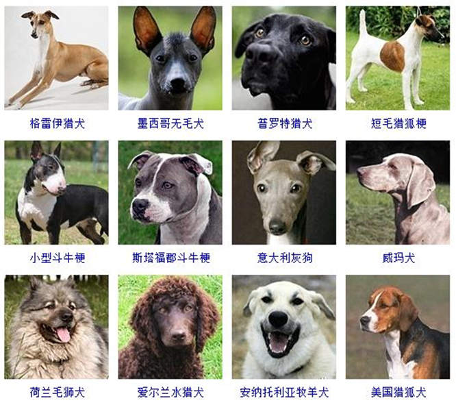 狗的品种图片大全 宠物狗品种图片大全
