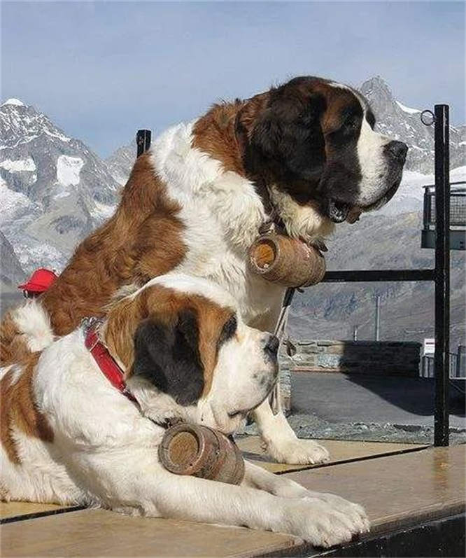 世界上最大的狗有多大 最大的狗品种排名榜
