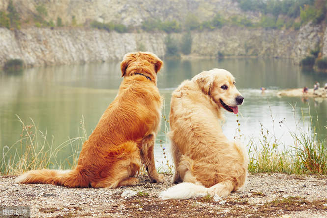 狗的品种有哪些名字及图片 常见的狗狗品种