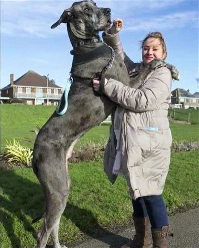 世界上最大的狗又破纪录