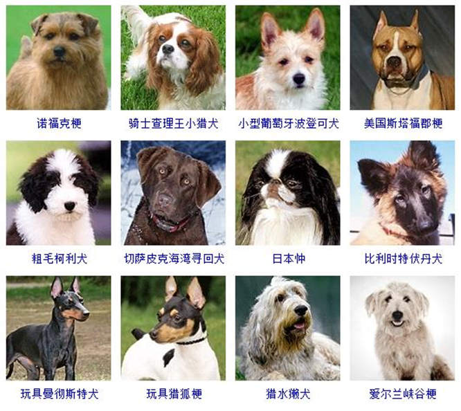 狗的品种图片大全 宠物狗品种图片大全