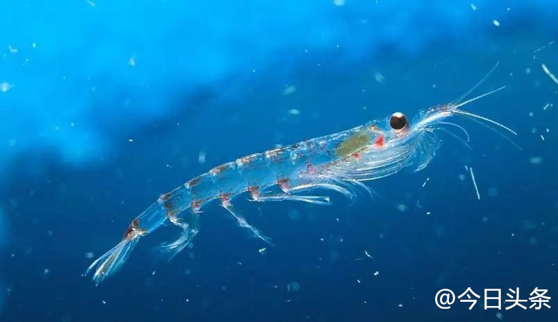 南极磷虾数量多的原因 磷虾是什么虾